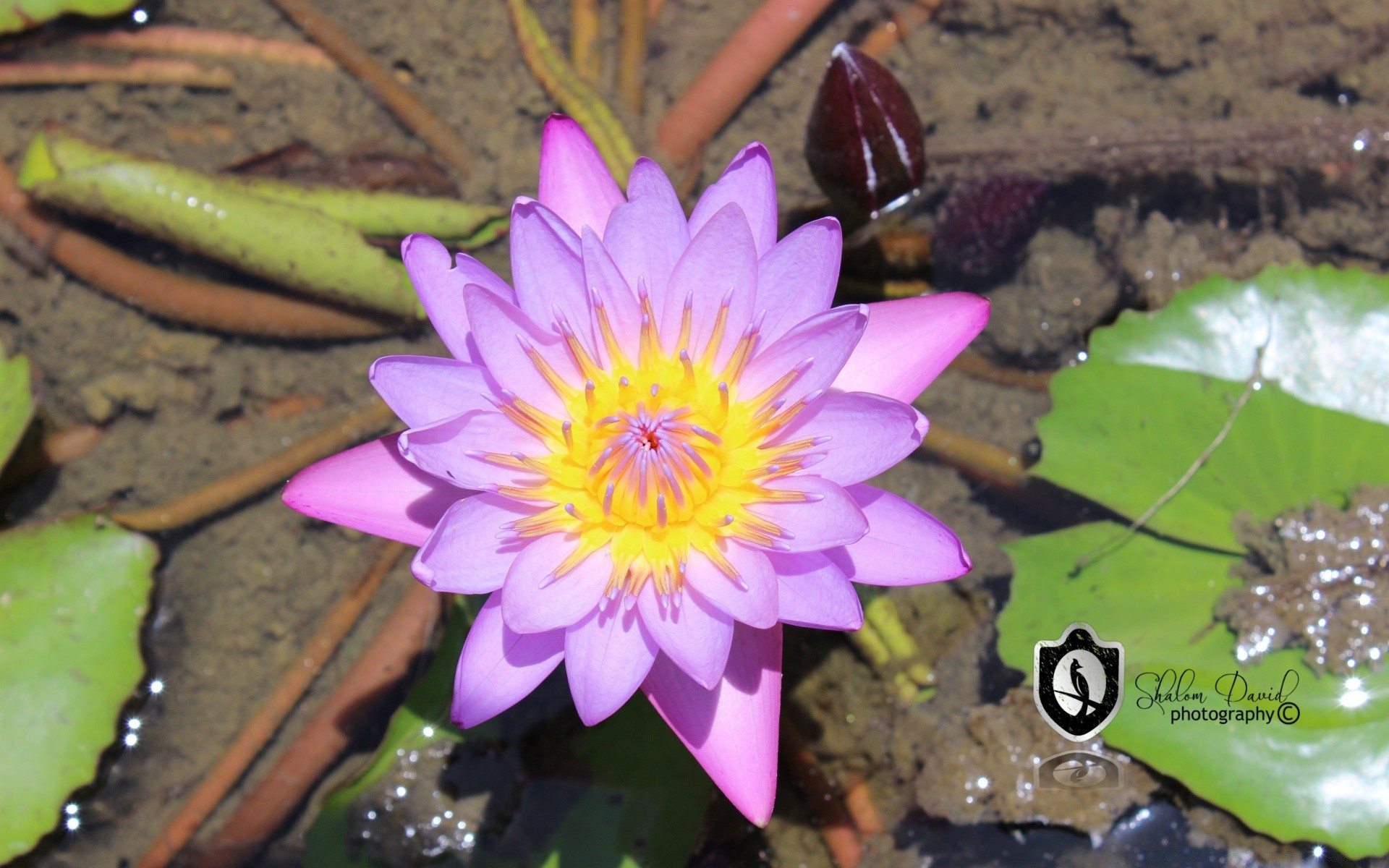 flores piscina acuática loto flor lirio tropical naturaleza flora meditación zen hoja exótico natación floración lirio de agua pétalo jardín floral santo hermoso