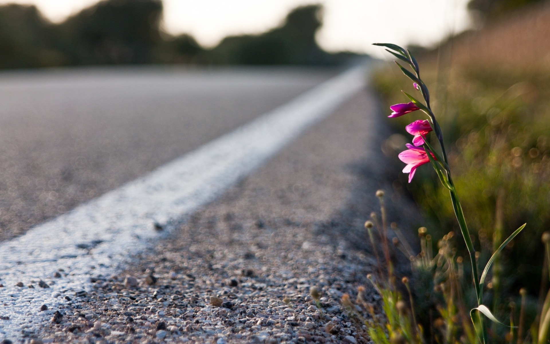 flowers nature street road flower outdoors blur dof asphalt summer landscape grass