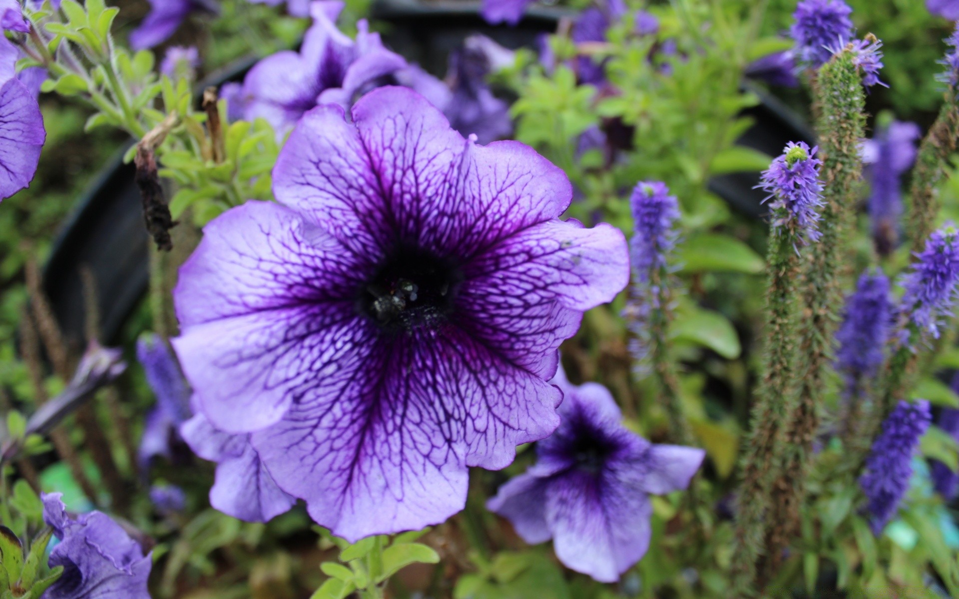 fiori fiore flora natura giardino fiore floreale estate foglia petalo all aperto violet crescita colore botanico stagione vivid box