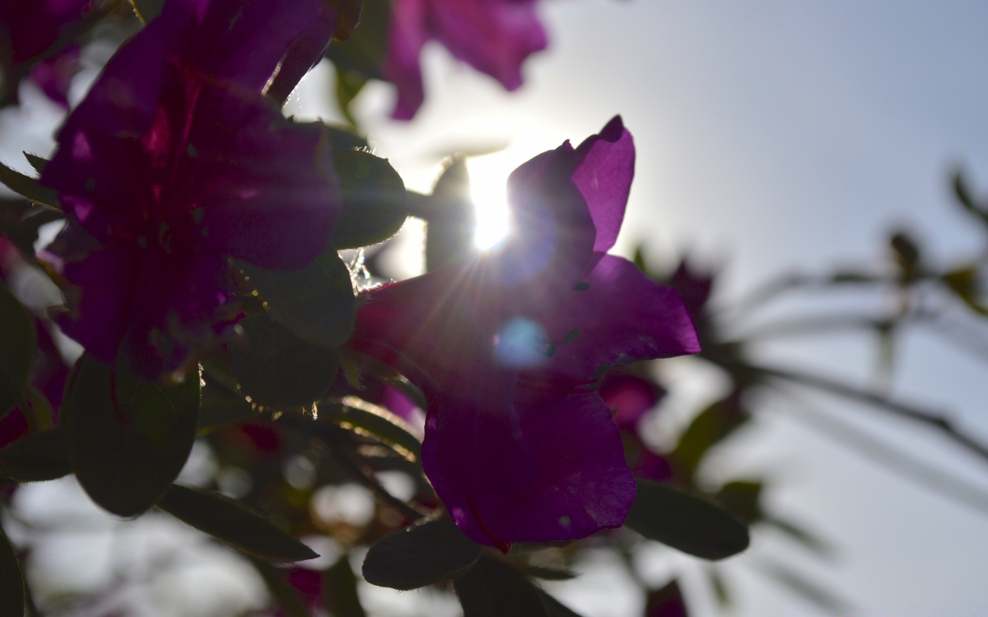 çiçekler çiçek doğa yaprak flora renk bahçe yaz çiçek bulanıklık düğün güzel gül dof taçyaprağı çiçek açan parlak