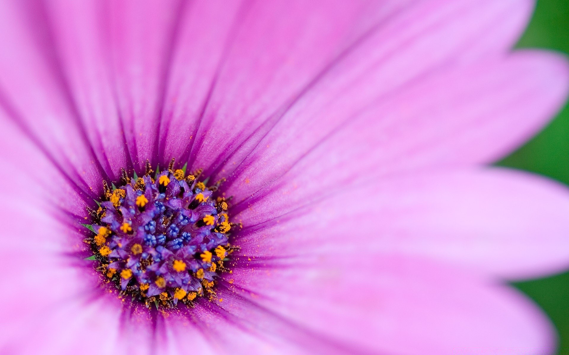 fleurs fleur nature flore été lumineux belle couleur jardin pétale feuille gros plan croissance floral délicat bluming