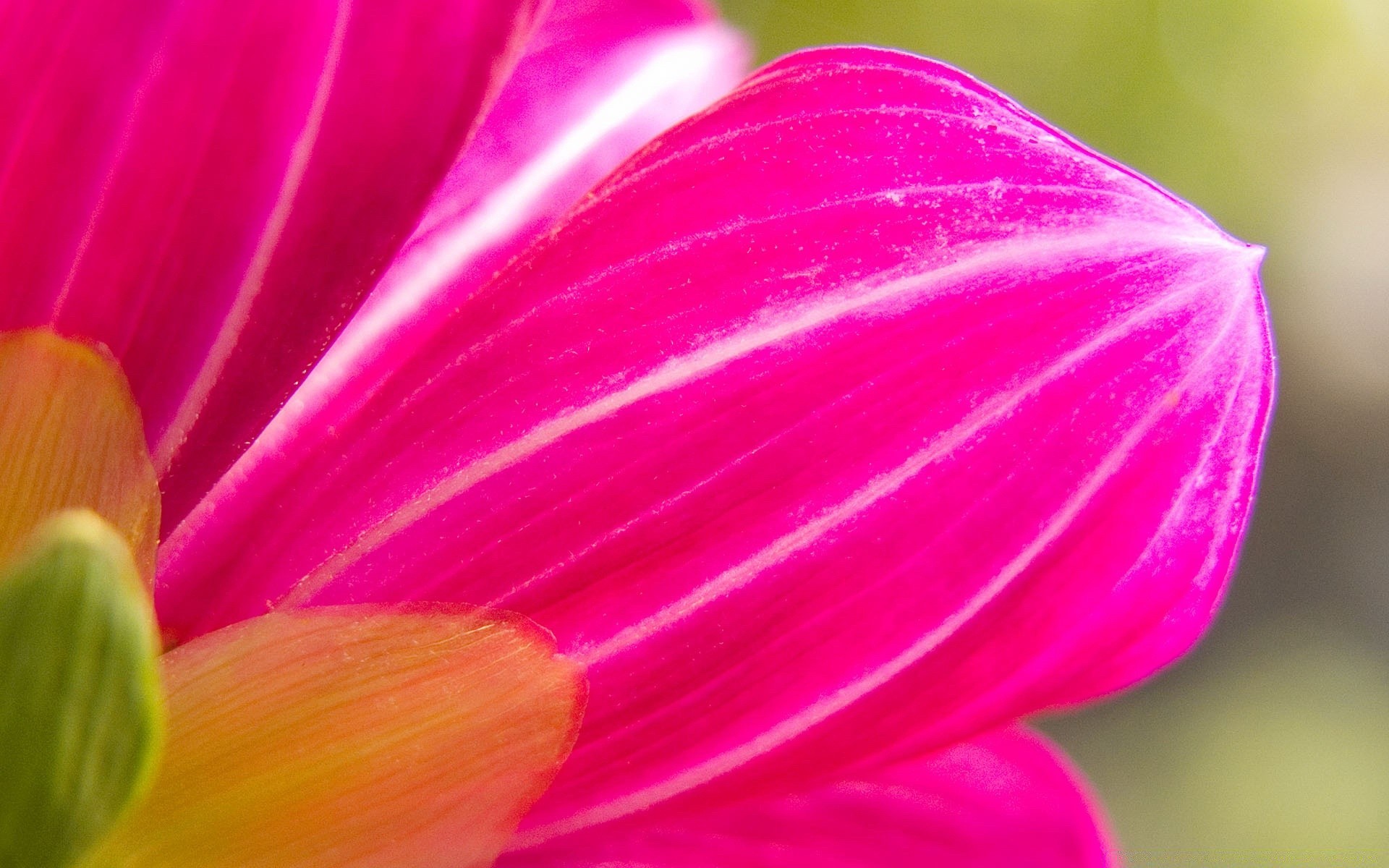 flowers flower nature color bright summer flora garden petal beautiful delicate blur leaf tulip