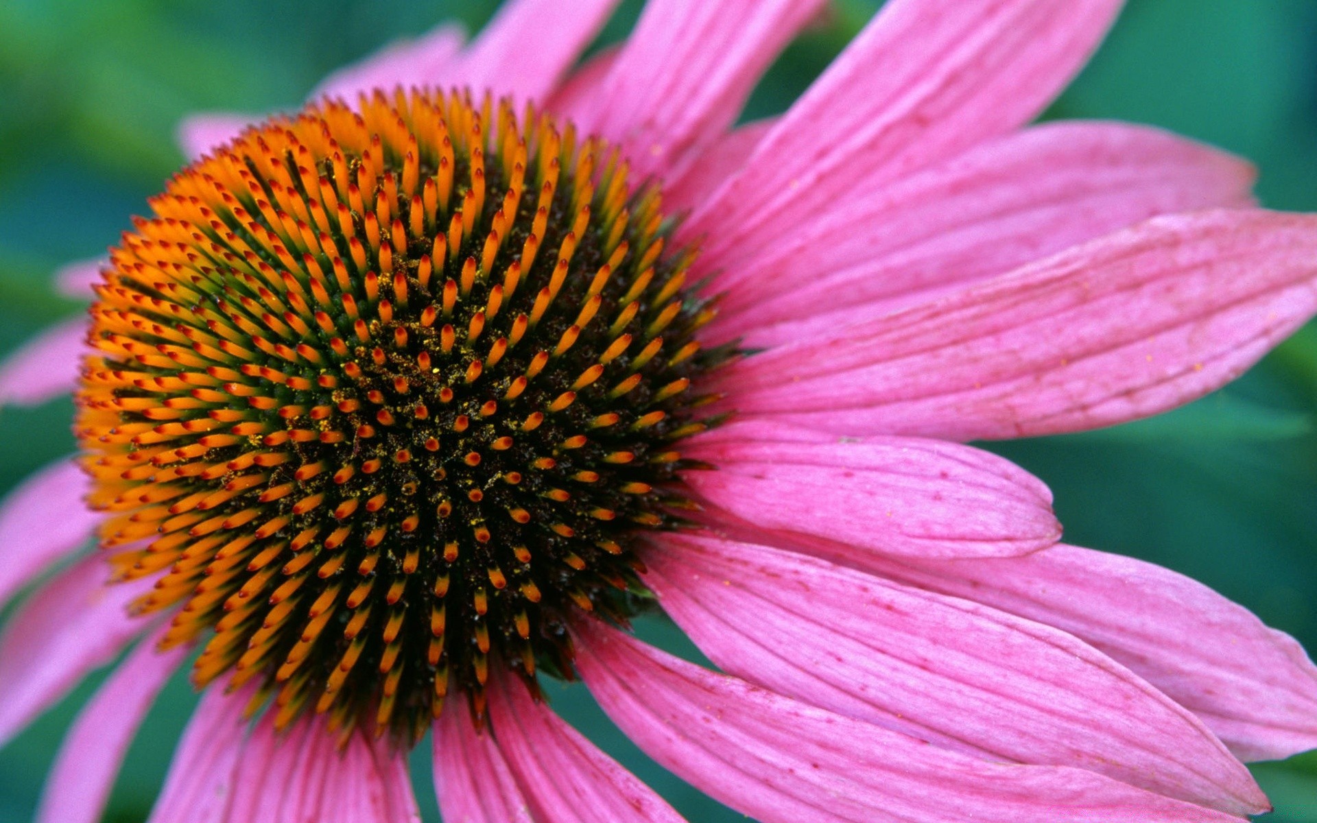 kwiaty kwiat natura flora lato ogród zbliżenie płatek bylina jasny echinacea na zewnątrz kolor bluming liść kwiatowy piękny