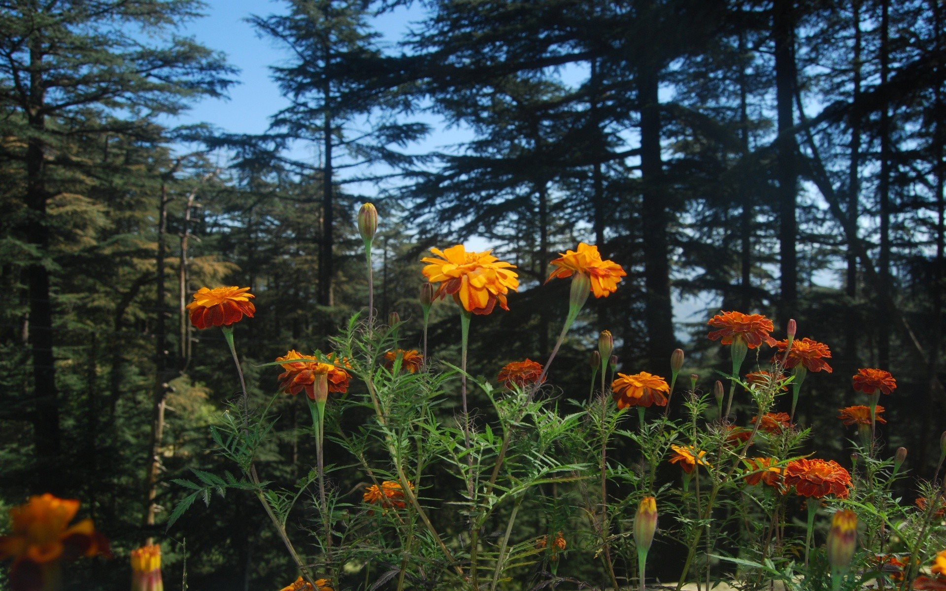 fiori fiore natura flora estate giardino foglia colore stagione all aperto bellissimo paesaggio vivido floreale legno fieno ambiente parco fiore selvatico