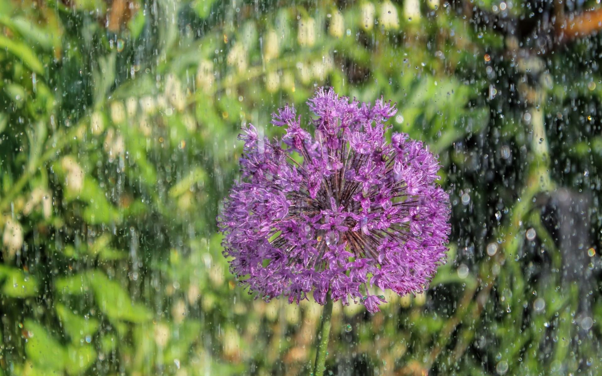 kwiaty kwiat natura flora na zewnątrz ogród lato liść bluming trawa pole wzrost sezon dobra pogoda sianokosy drzewo park