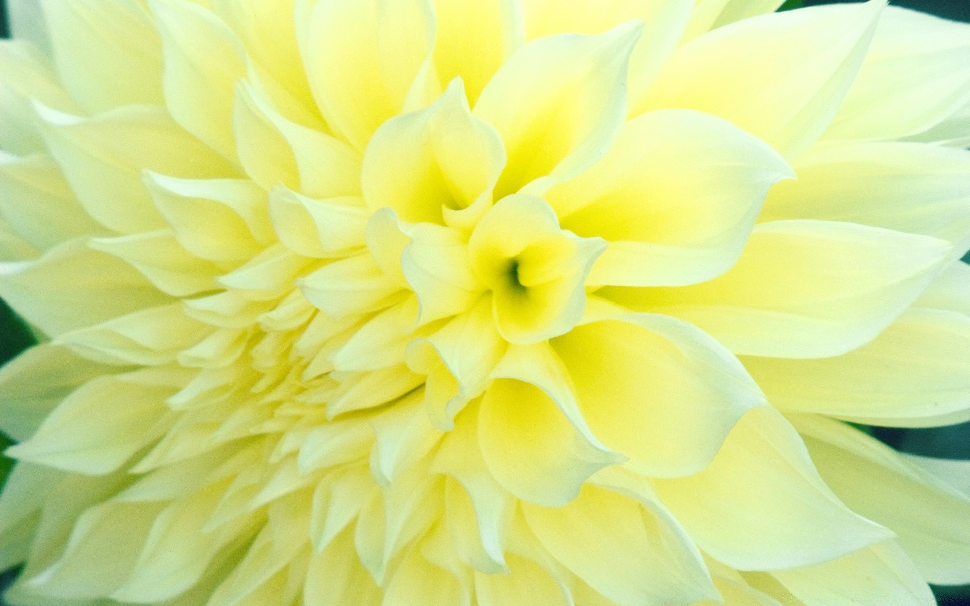 flowers nature flower dahlia flora summer bright petal color blooming floral beautiful garden leaf head delicate close-up love