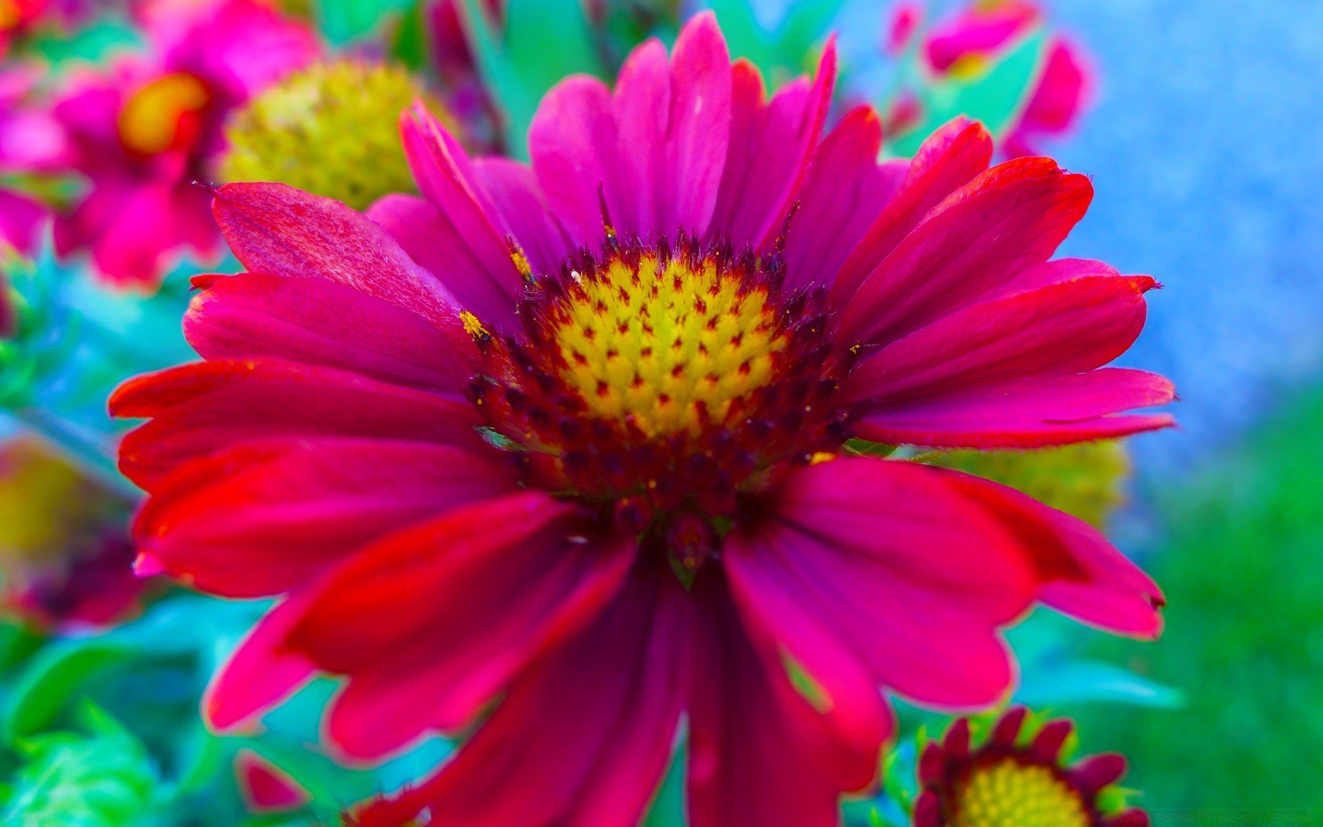 flowers nature flower summer flora garden petal floral color blooming bright leaf beautiful season close-up