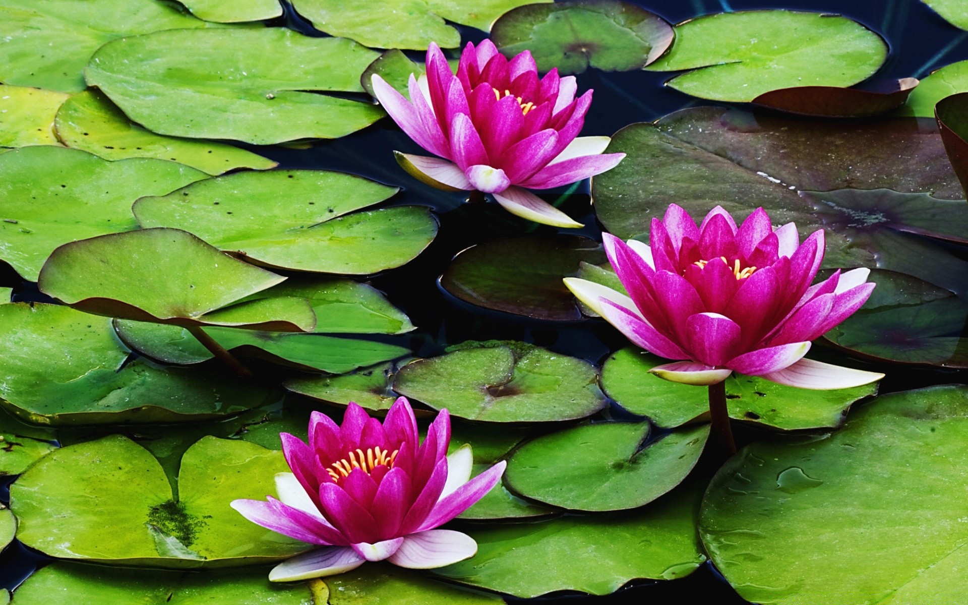 çiçekler lotus havuz lily yaprak çiçek tropikal flora su nilüfer egzotik doğa çiçek açan yüzme bahçe çiçek taçyaprağı yaz lotus meditasyon