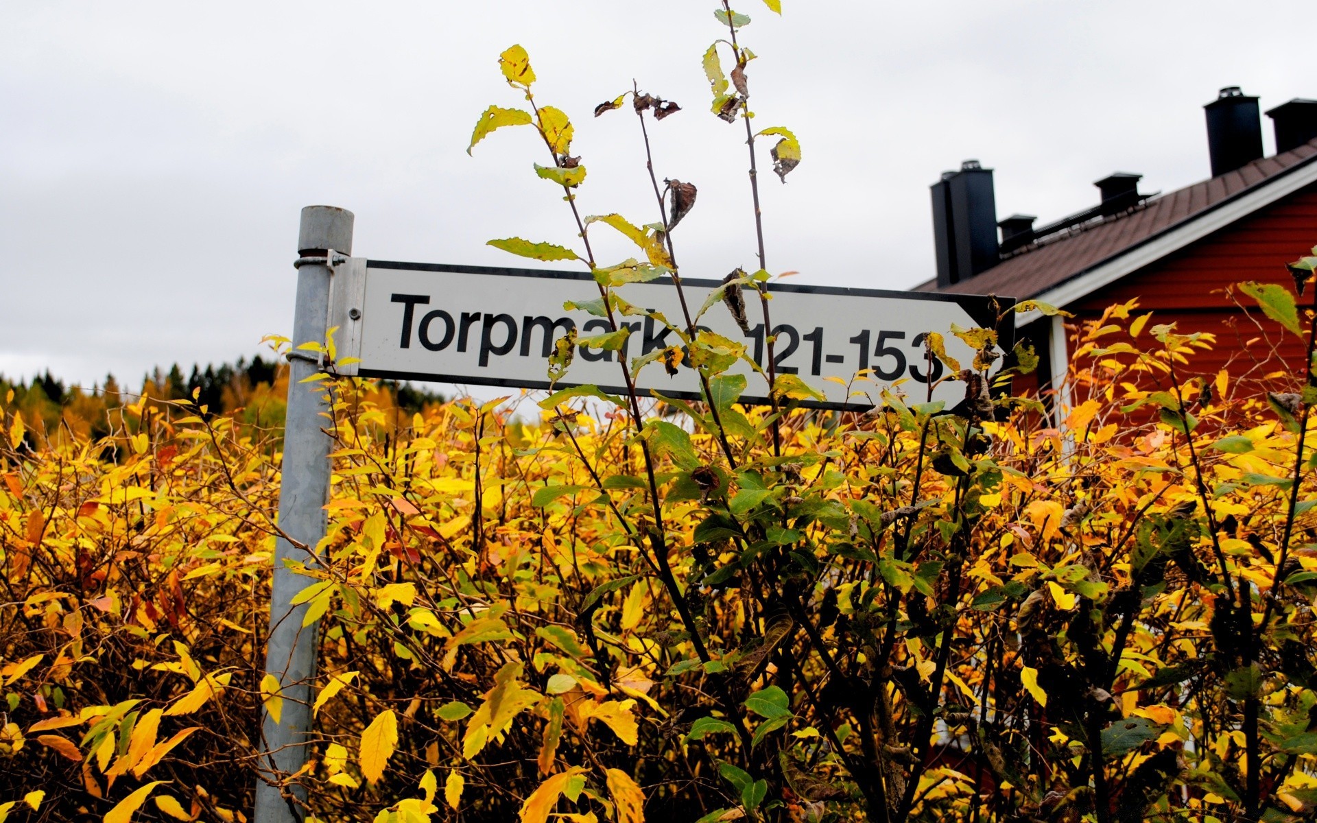 flowers outdoors fall leaf agriculture nature vine flora sky tree landscape growth farm vineyard wine season travel