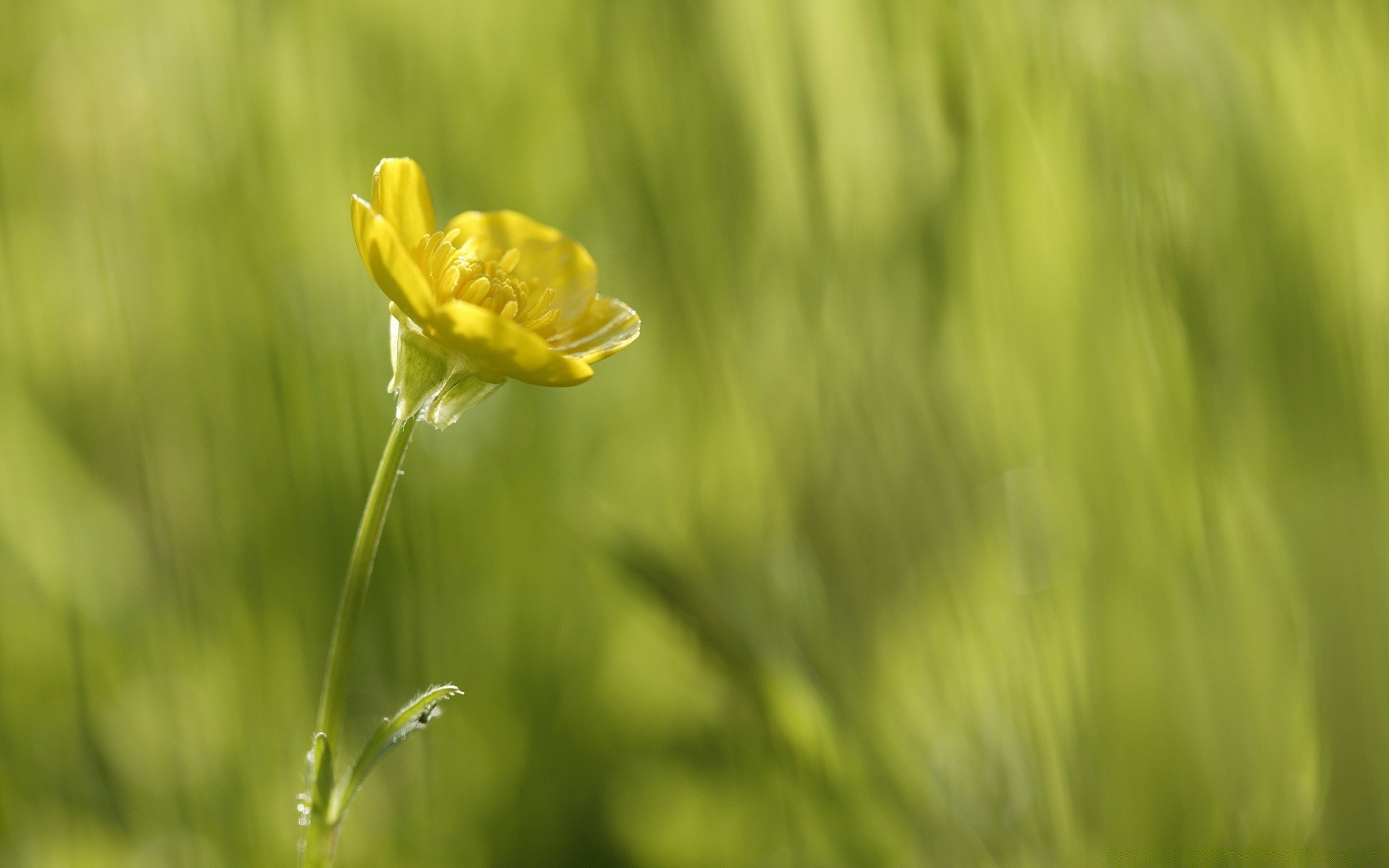 kwiaty natura trawa lato kwiat wzrost flora pole sianokosy na zewnątrz liść ogród jasny wiejski dobra pogoda