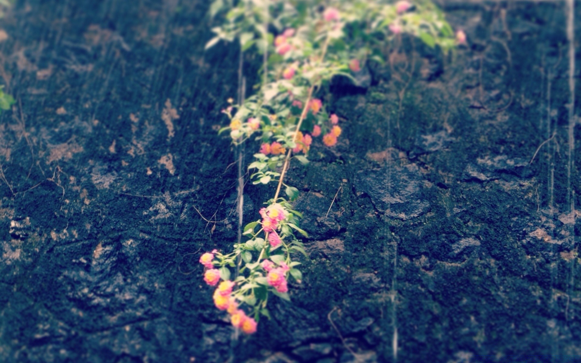 fiori albero foglia natura flora legno autunno all aperto stagione ramo desktop fiore