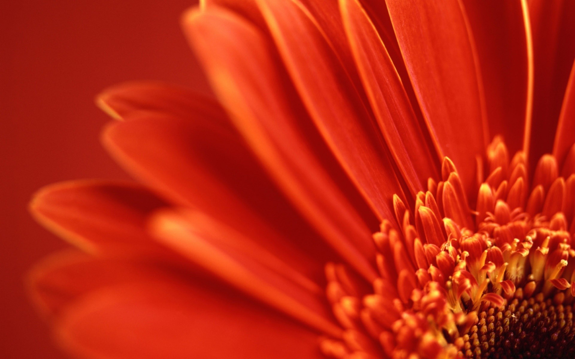 çiçekler çiçek doğa bulanıklık yaz renk flora