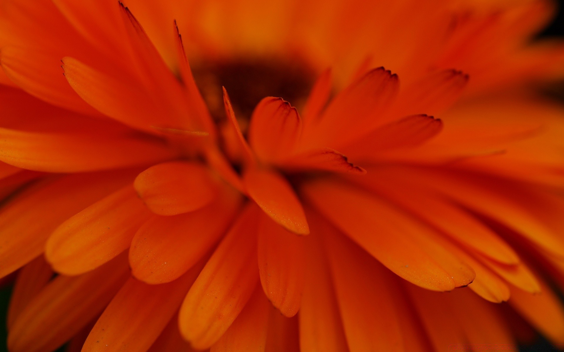 flowers flower nature flora color summer petal bright blooming floral