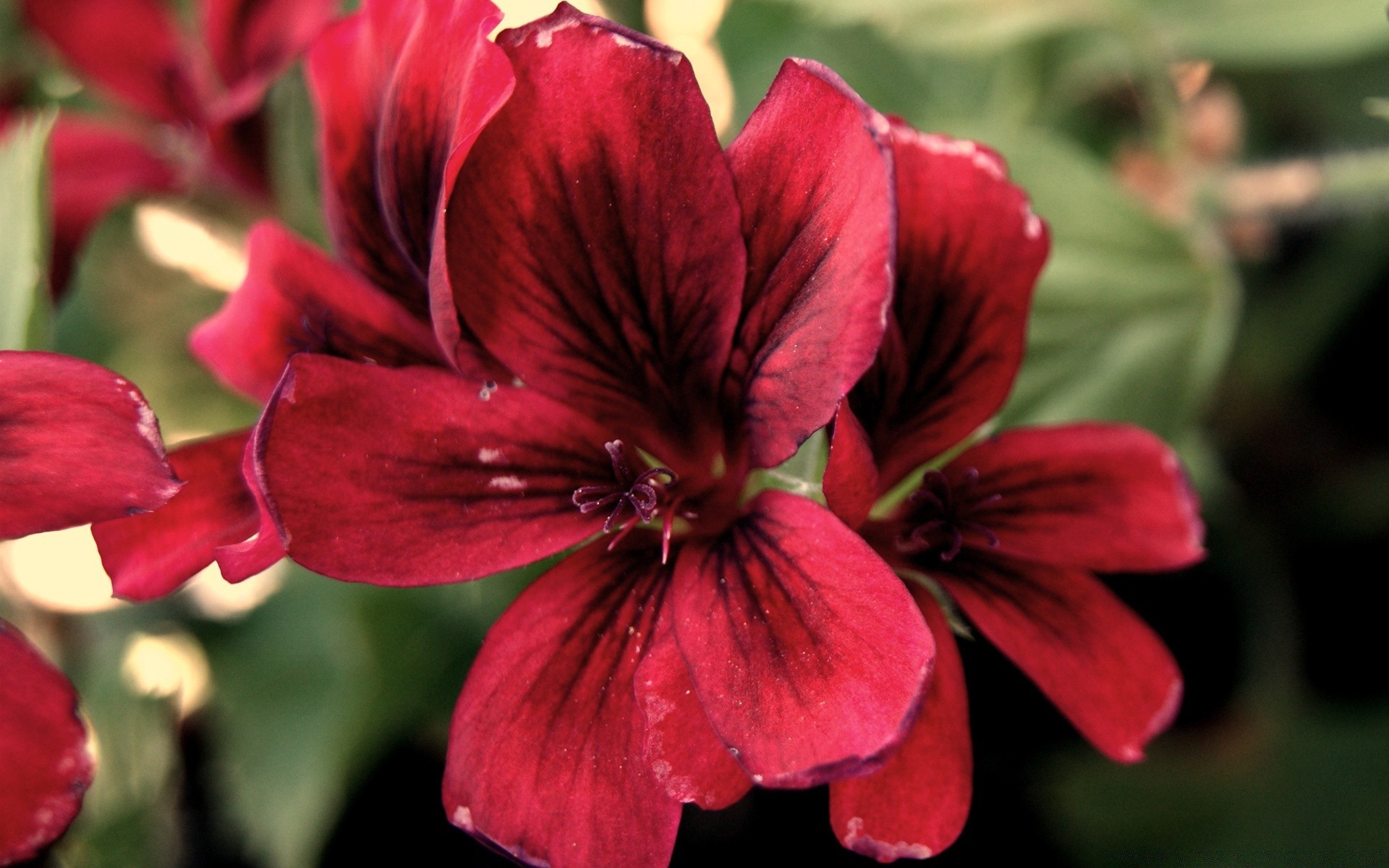 fleurs fleur nature jardin flore pétale feuille bluming été floral couleur à l extérieur