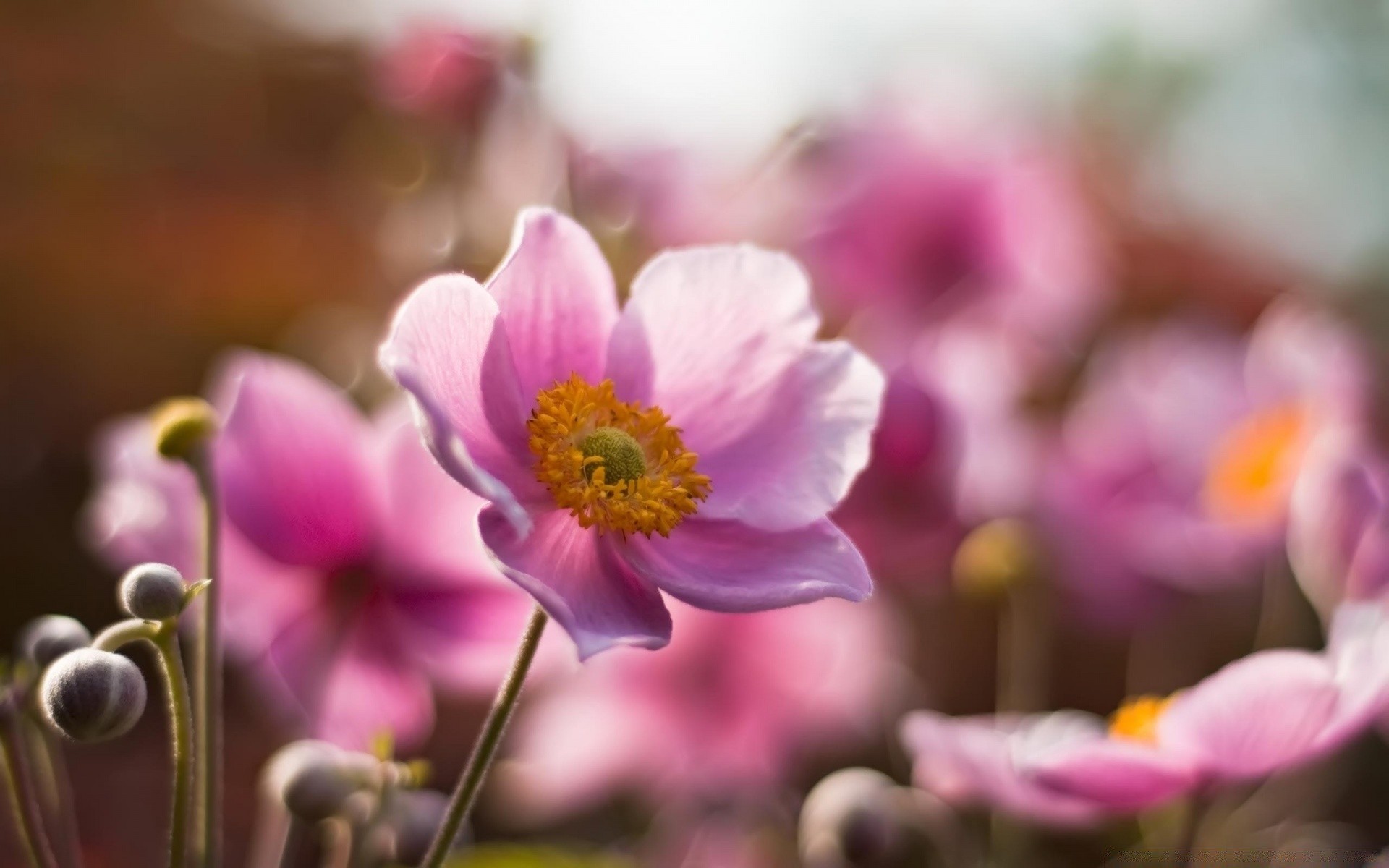 kwiaty natura kwiat flora ogród lato bluming kolor płatek liść jasny kwiatowy wzrost zbliżenie