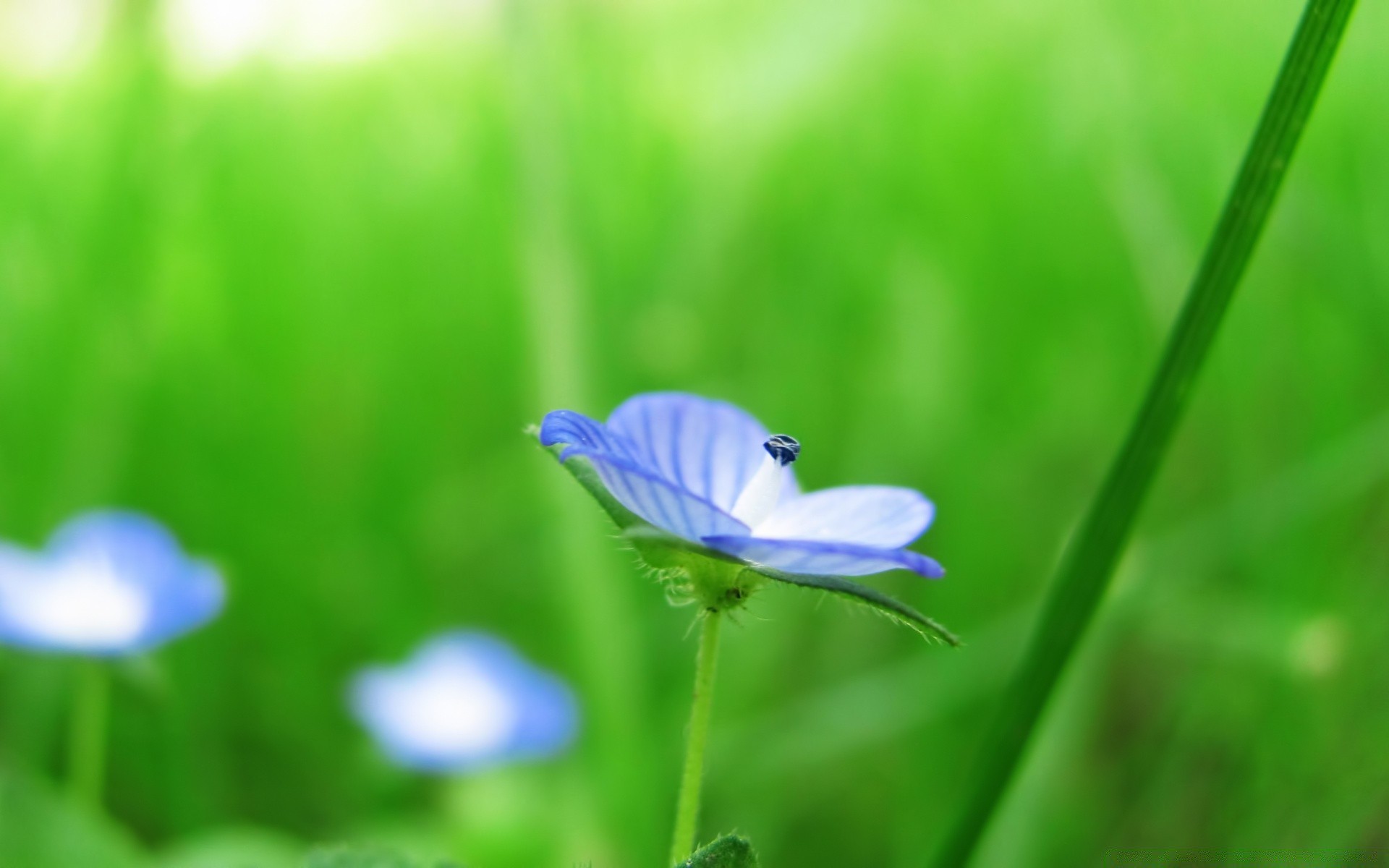 flowers nature grass leaf flora growth summer hayfield blur garden outdoors environment fair weather flower bright lawn