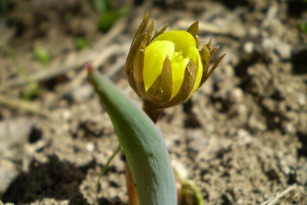 Bel fiore giallo sulla terra