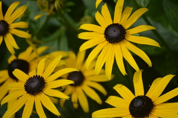 Yellow flowers close-up