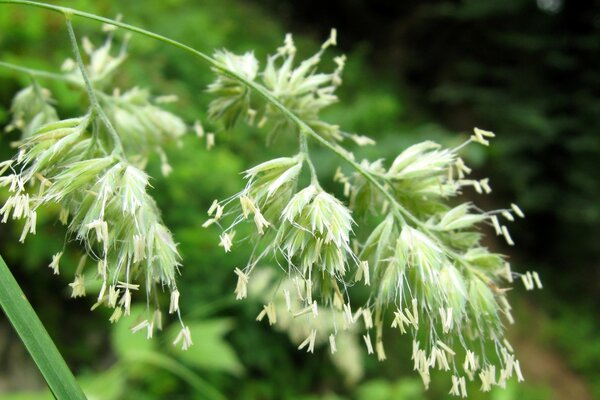 Blooming and fluffy ear of grass