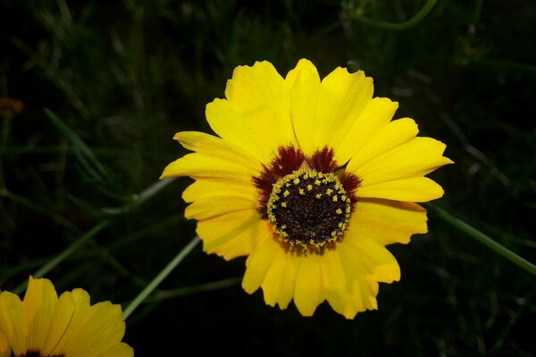 Yellow summer flower in the garden