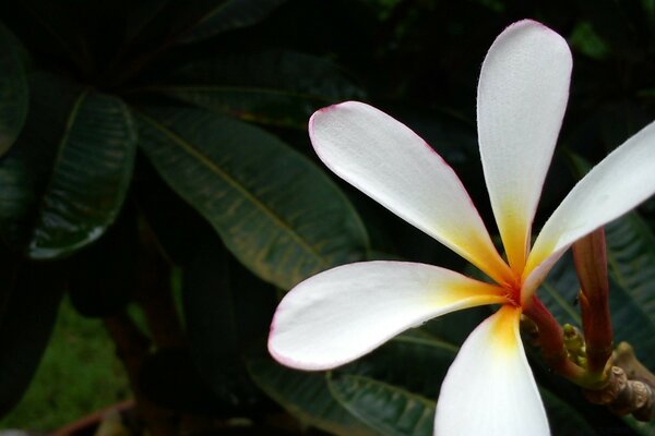 Un fiore tropicale con cui i capelli sono splendidamente decorati