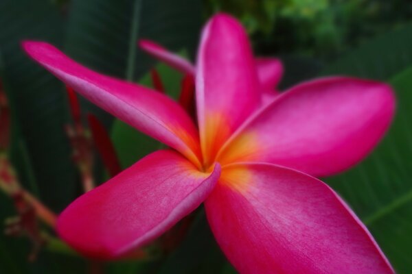 Unglaubliche exotische Blume , tropische Natur