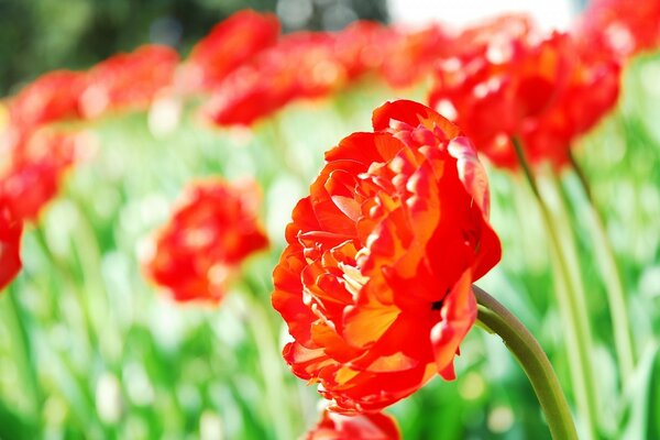 Rote Mohnblumen auf dem Feld