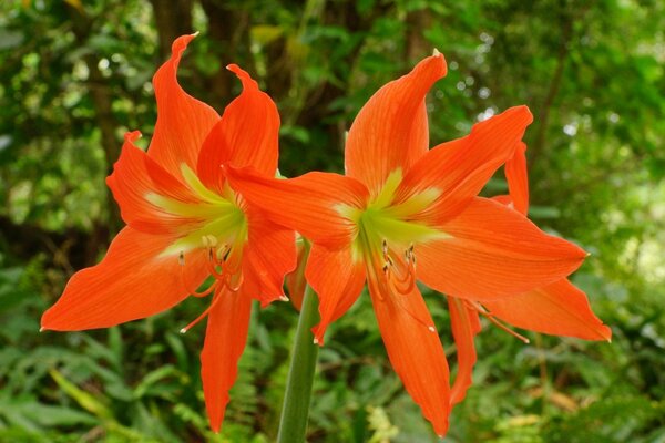 Leuchtend orange Blumen auf grünem Hintergrund