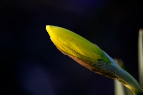 Yellow bud on a black background