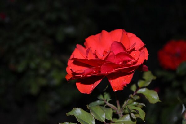 Red rose with leaves close-up