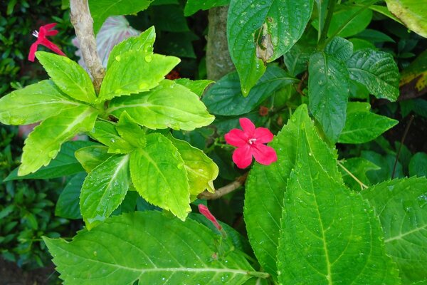 一朵猩红色的花，有两片多汁的绿叶