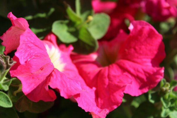 Rote Blumen sind ein Symbol für gute Laune