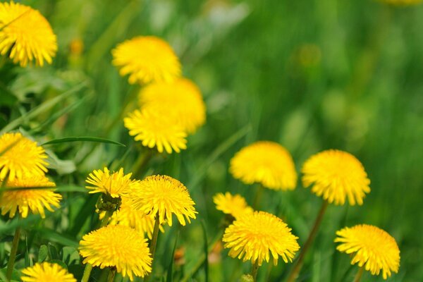 Pissenlits belles fleurs de la nature