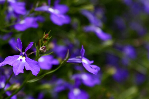 Kleine lila Blüten mit geschnitzten Blütenblättern