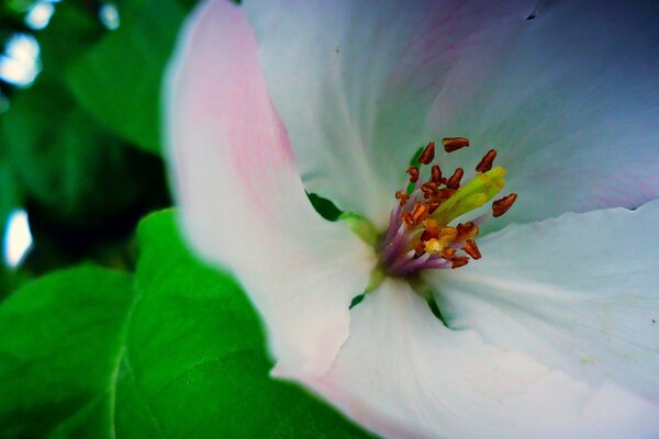 Macrofotografía. Flor blanca de cerca