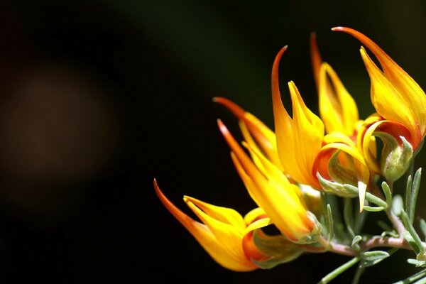 Flor amarilla sobre fondo negro