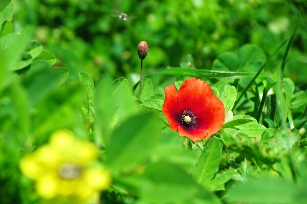 Coquelicot rouge dans les bras des feuilles vertes