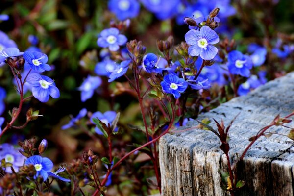 Die ungewöhnliche, satte Farbe der Blütenblätter in den Blüten