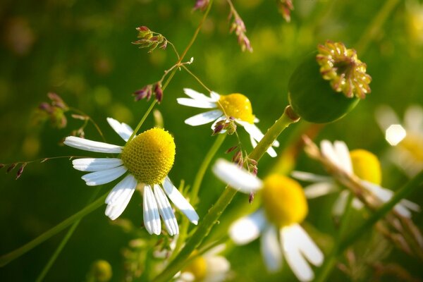 The incredible beauty of summer breath