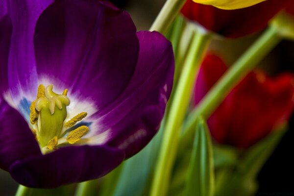 Tulpe in Makro lila Farbe