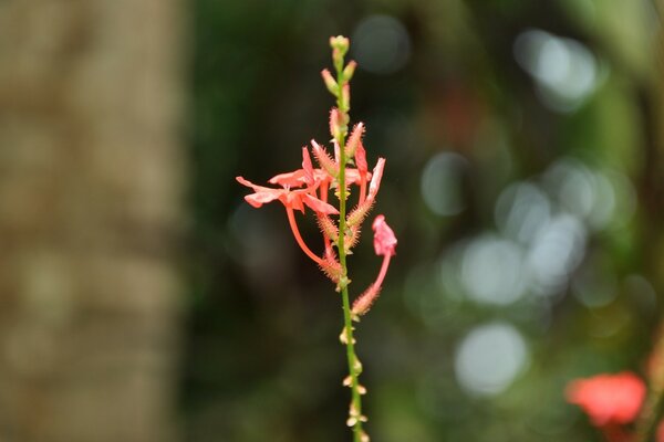 Flores rosa incomuns em um caule longo