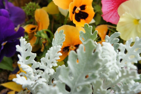 Blumen in verschiedenen Farben. Die Natur