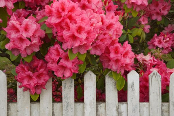 Красные цветы кустарника свисают через забор