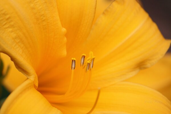 Primo piano dello stame del fiore giallo