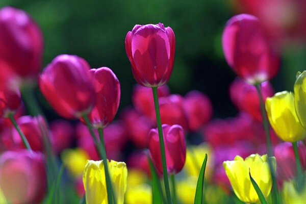 Macro photography. The flowers are multicolored. Tulips