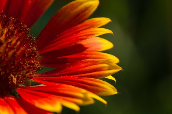 Desktop-Hintergrund Blume