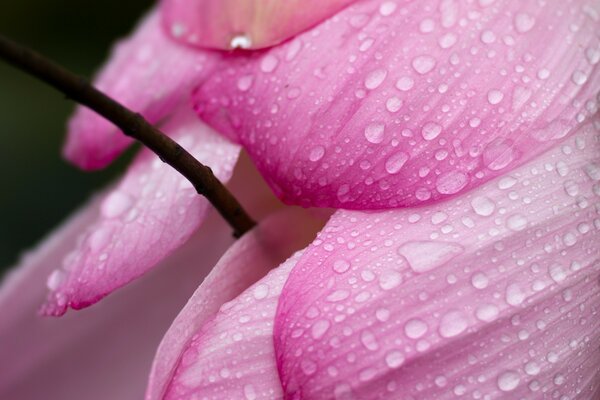 Detaillierte rosa Blütenblätter mit Tau