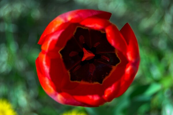 A bright red flower with a black core