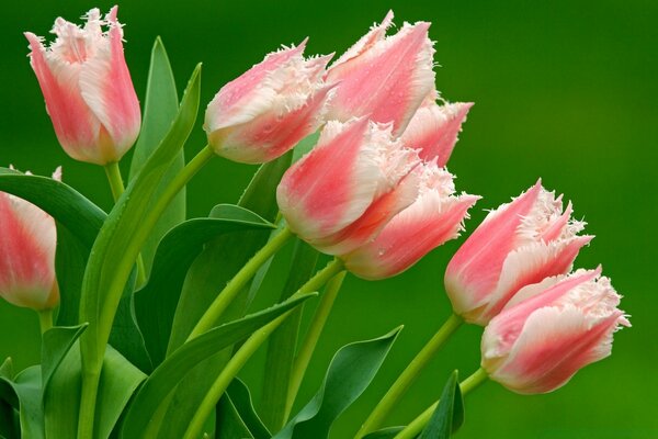 Fleurs de tulipes roses sur fond de nature