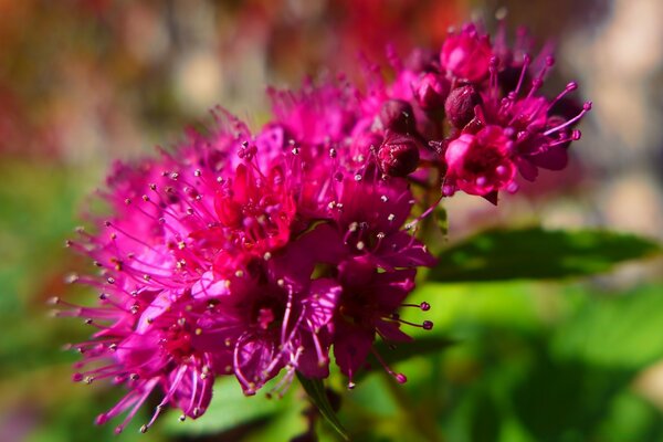 Eine ungewöhnliche Blume aus kleinen fuchsiefarbenen Blütenständen